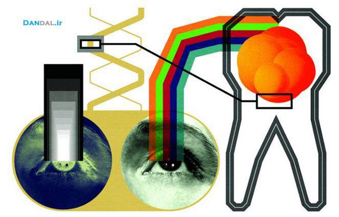 dental cell and macular degeneration