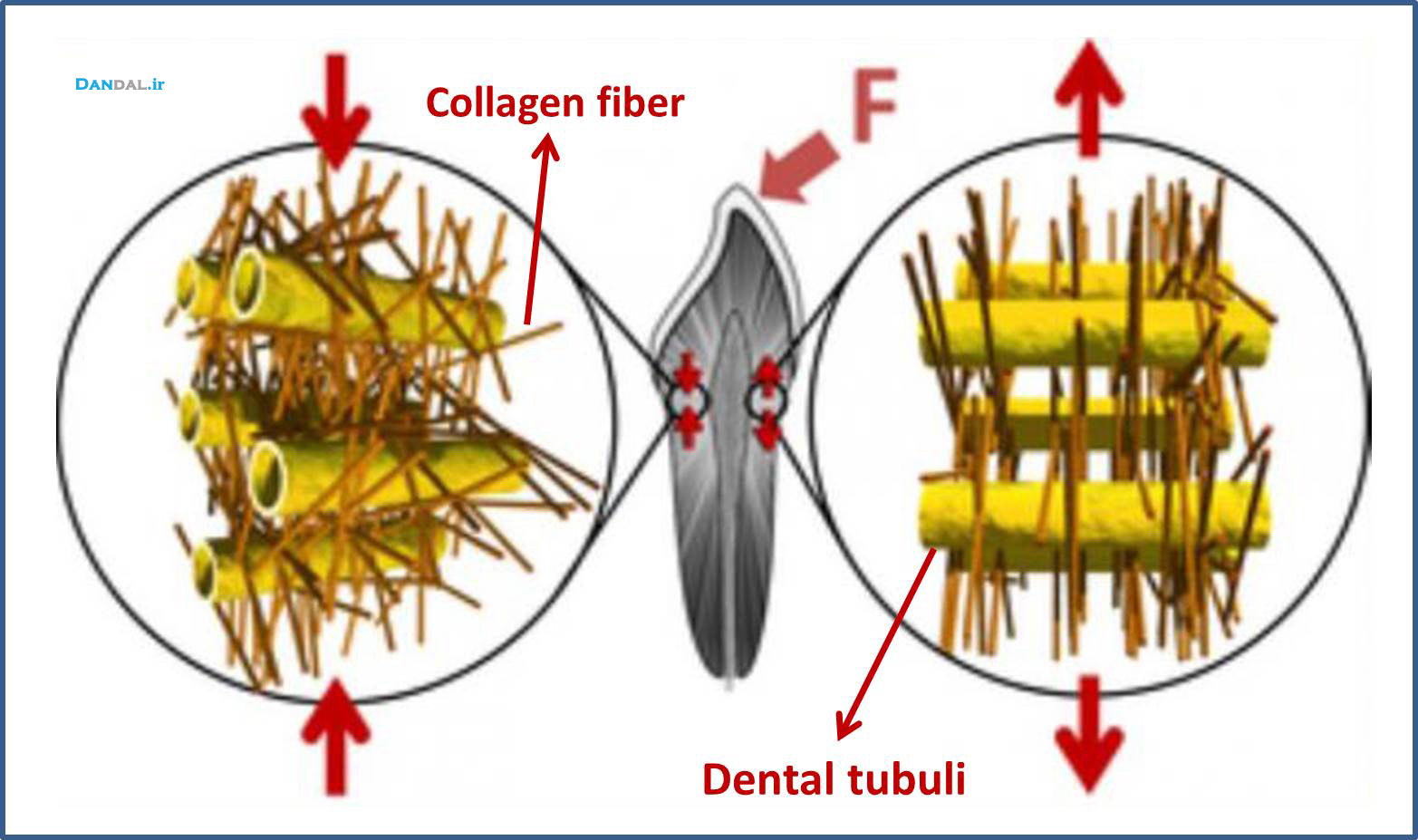 dandal-nanoparticle