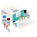 DiaZist - SARS-CoV-2 IgG ELISA Kit