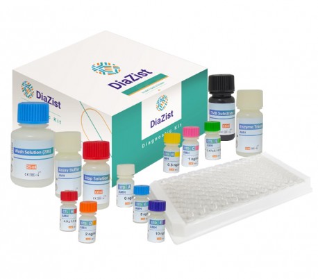 DiaZist - AMH ELISA Kit