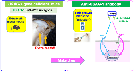 Toregem Biopharma