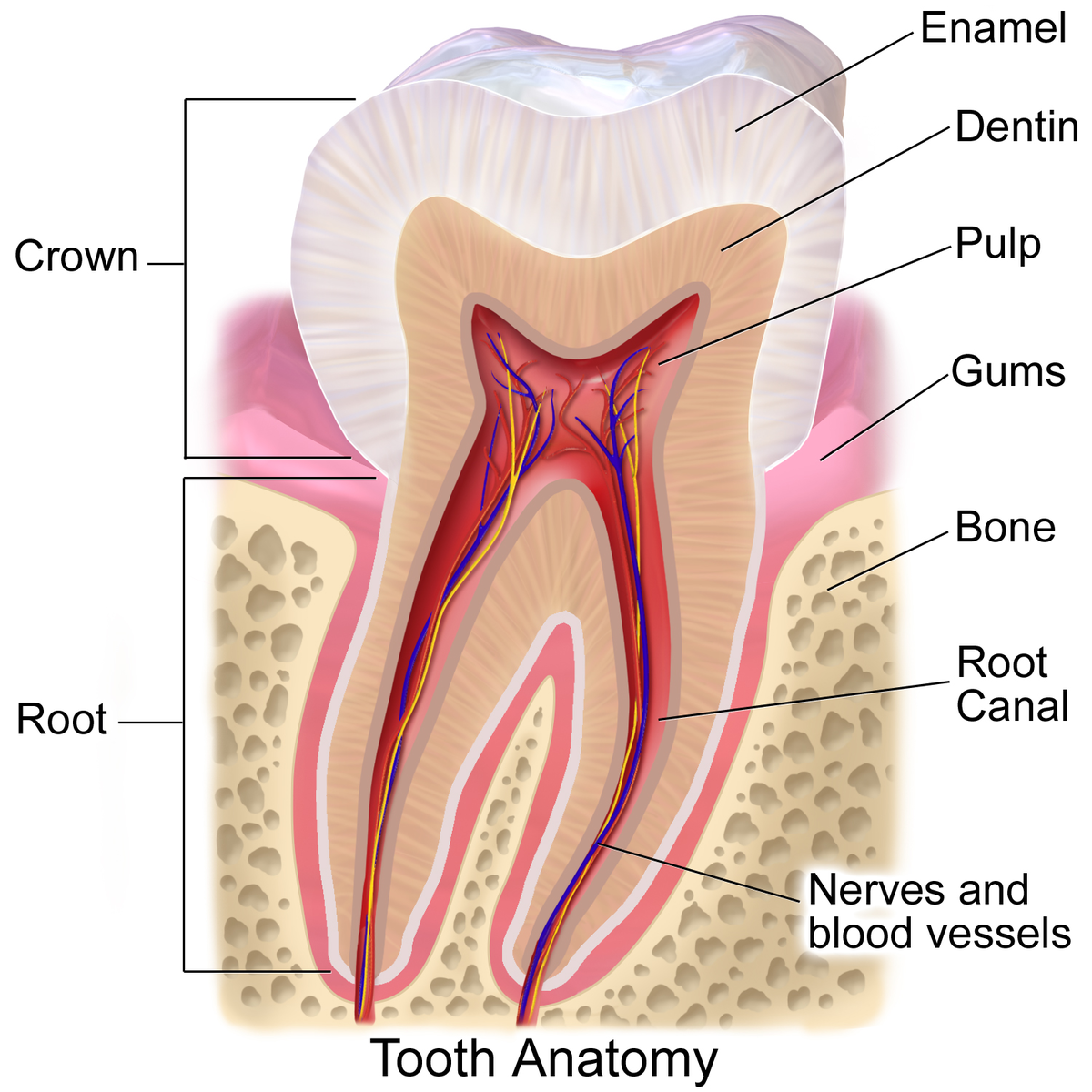 Endodontic